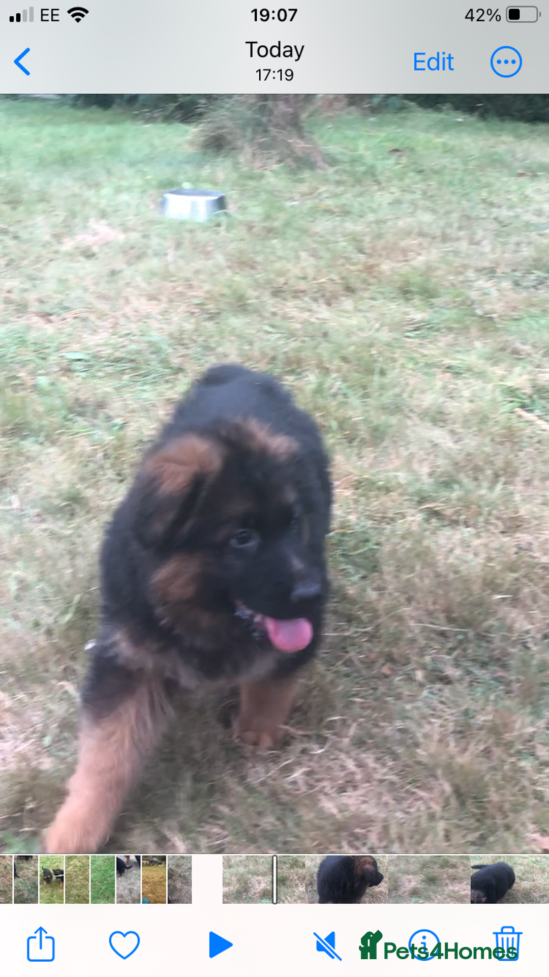 German Shepherd dogs for sale: Beautiful chunky long haired black, tan & red pups - Image 16