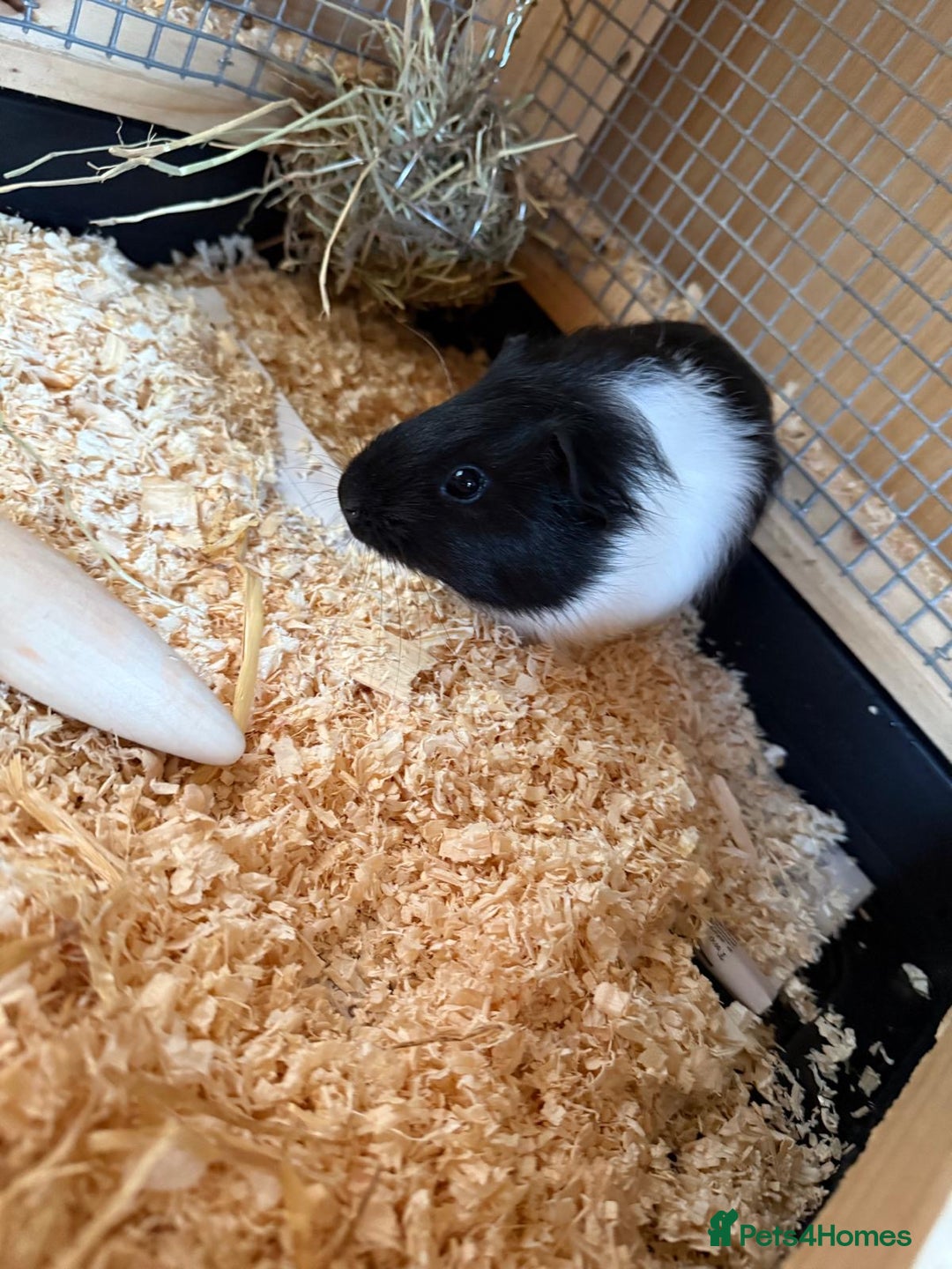Guinea Pig rodents for sale: Last 2 Baby Guinea Pigs   - Image 4