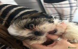 Shih Tzu dogs for sale: 2 BEAUTIFUL BOYS REMAINING - Image 4