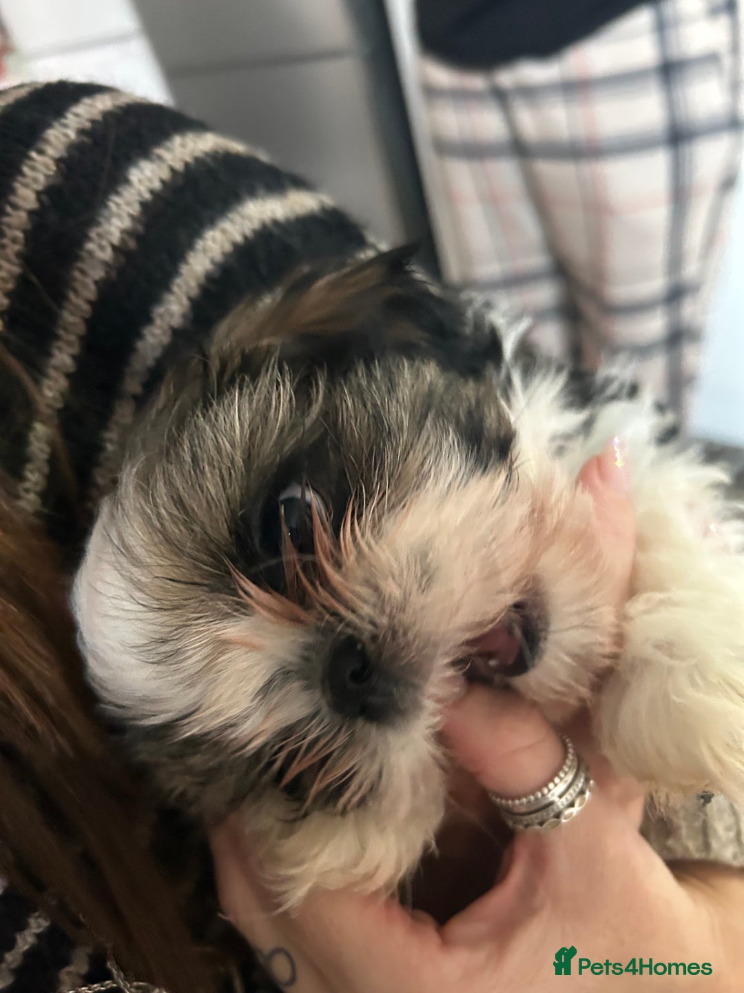 Shih Tzu dogs for sale: 2 BEAUTIFUL BOYS REMAINING - Image 4