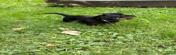 Miniature Dachshund dogs for sale: ADORABLE Miniature Dachshund KC Pups  - Advert 10