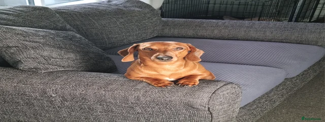 Penny
