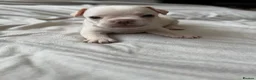French Bulldog dogs for sale: ONLY 3 LEFT! Beautiful KC Reg French Bulldog Pups - Advert 34