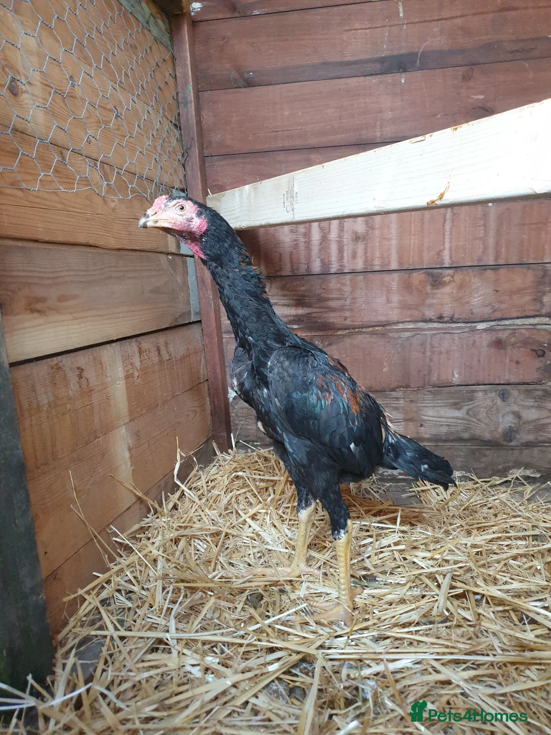 Chickens poultry for sale: Japanese shamo x Brazilian shamo in Barnsley - Advert 2