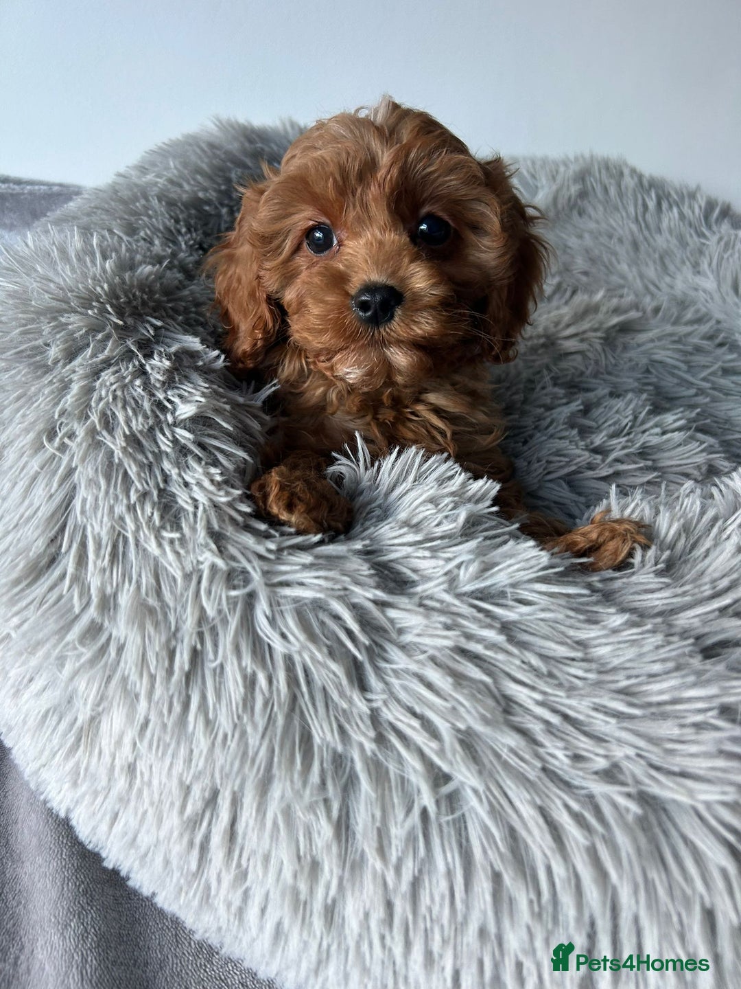 Cavapoo dogs for sale: Beautiful Cavapoo puppies - Advert 4