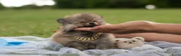Pomeranian dogs for sale: ✨ Tiny Teddy Face Pomeranian Puppies 🐻✨ - Advert 6