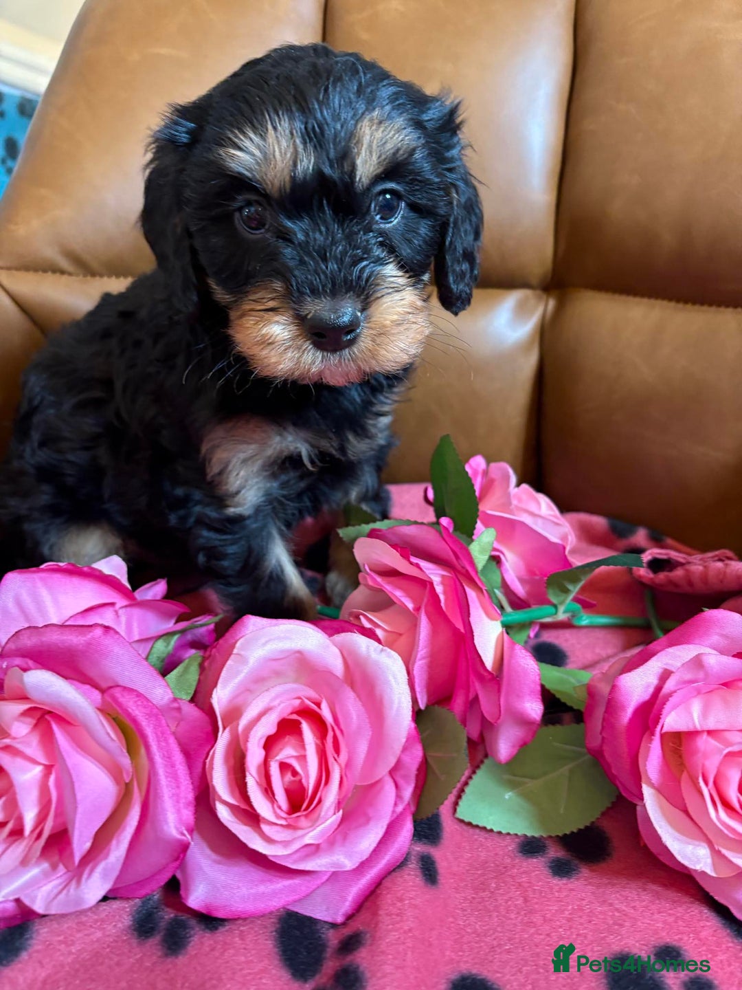 Cavapoo dogs for sale: Ruby &black n tan boys and girls  - Image 12