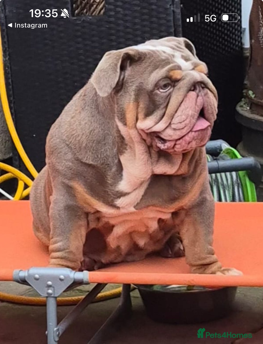English Bulldog dogs for stud: FOR STUD 🔥Lilac tan tri english bulldog  in Wakefield - Advert 8