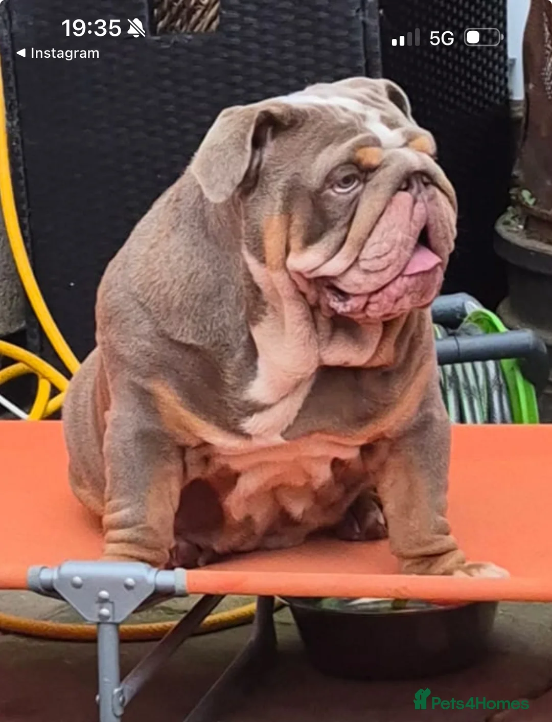 English Bulldog dogs for stud: FOR STUD 🔥Lilac tan tri english bulldog  in Wakefield - Advert 8
