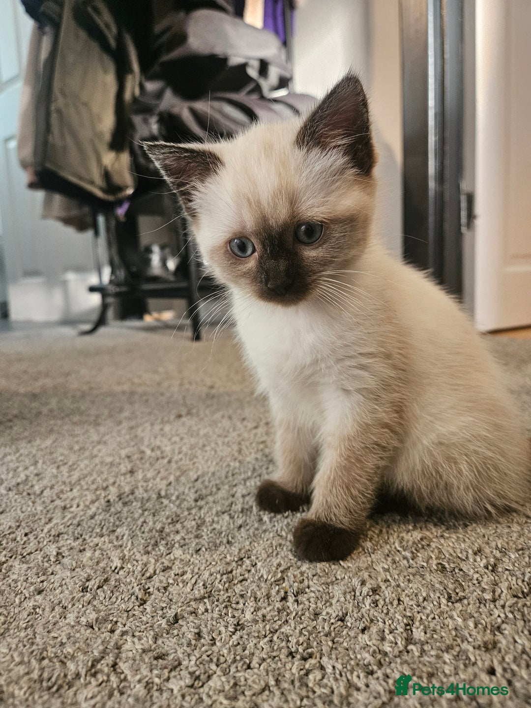 Ragdoll cats for sale: Beautiful Ragdoll X kitten ready next week - Advert 5