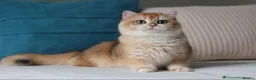 British Shorthair cats for sale: 💛Premium golden chinchilla bsh kittens 💛 - Advert 10