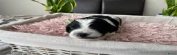 Sproodle dogs for sale: ✨ Premium Rare Sproodle Puppies – Champion Lines ✨ - Advert 30