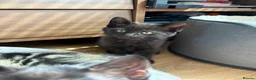 Mixed Breed cats for sale: 3 Black Male Kittens ready to leave now  - Advert 5