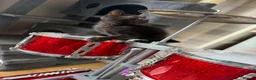 Mixed Breed cats for sale: 2 black female kittens ready now  - Advert 14