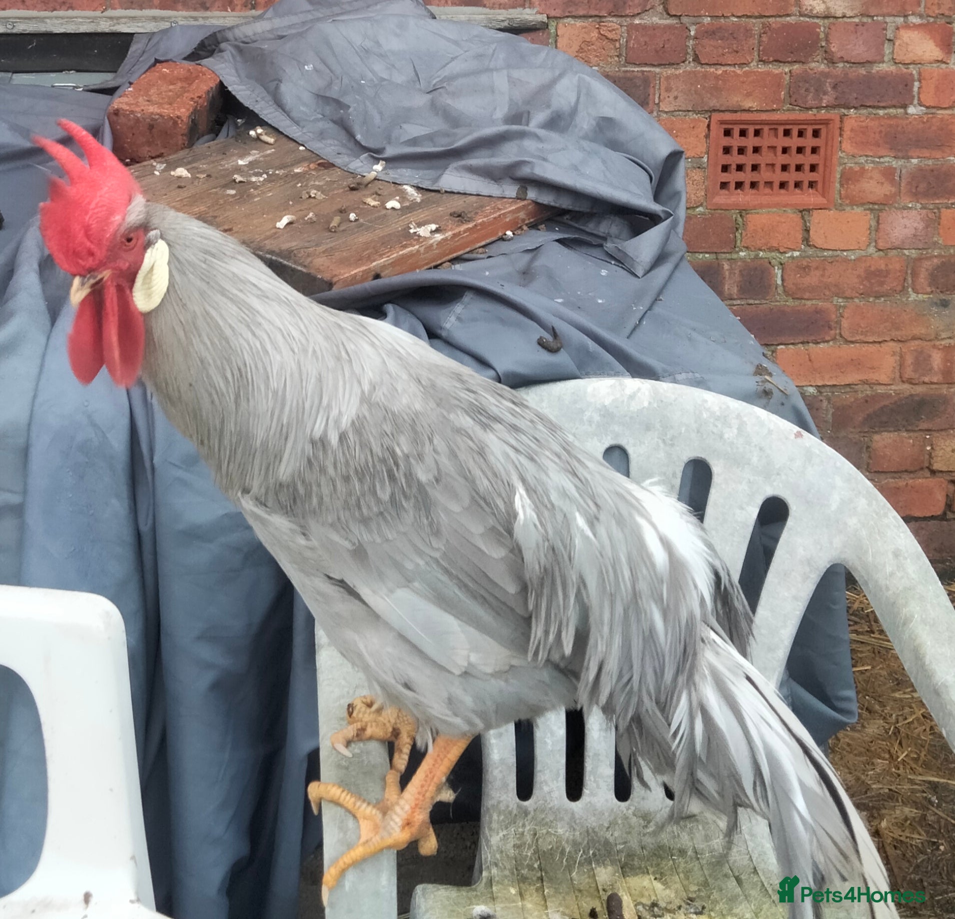 Chickens poultry Leghorn cockerall (Steve) - Advert 1