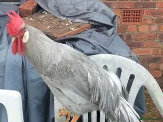 Chickens poultry Leghorn cockerall (Steve) - Advert 1