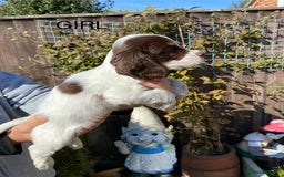 Cocker Spaniel dogs for sale: Cocker spaniel puppies  - Image 9