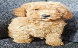 Toy Poodle dogs for sale: Fabulous KC health tested toy poodles  - Image 5