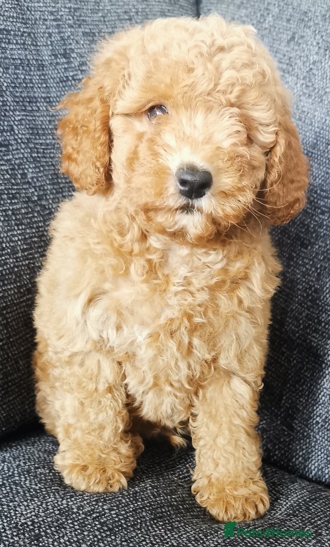 Toy Poodle dogs for sale: Fabulous KC health tested toy poodles  - Image 5