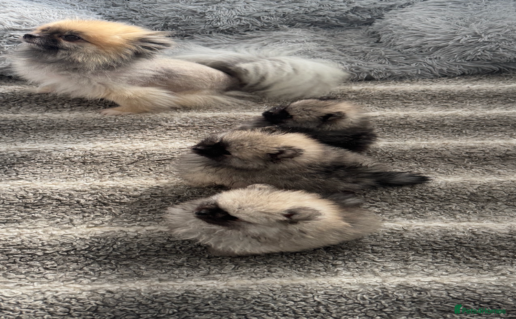 Pomeranian dogs - Advert 14