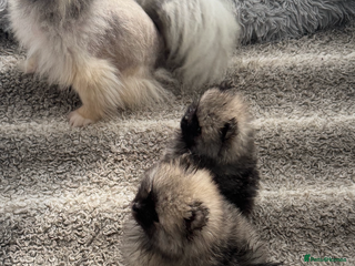 Pomeranian dogs - Advert 20