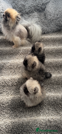 Pomeranian dogs - Advert 10