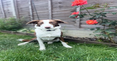 Border Collie dogs - Advert 4