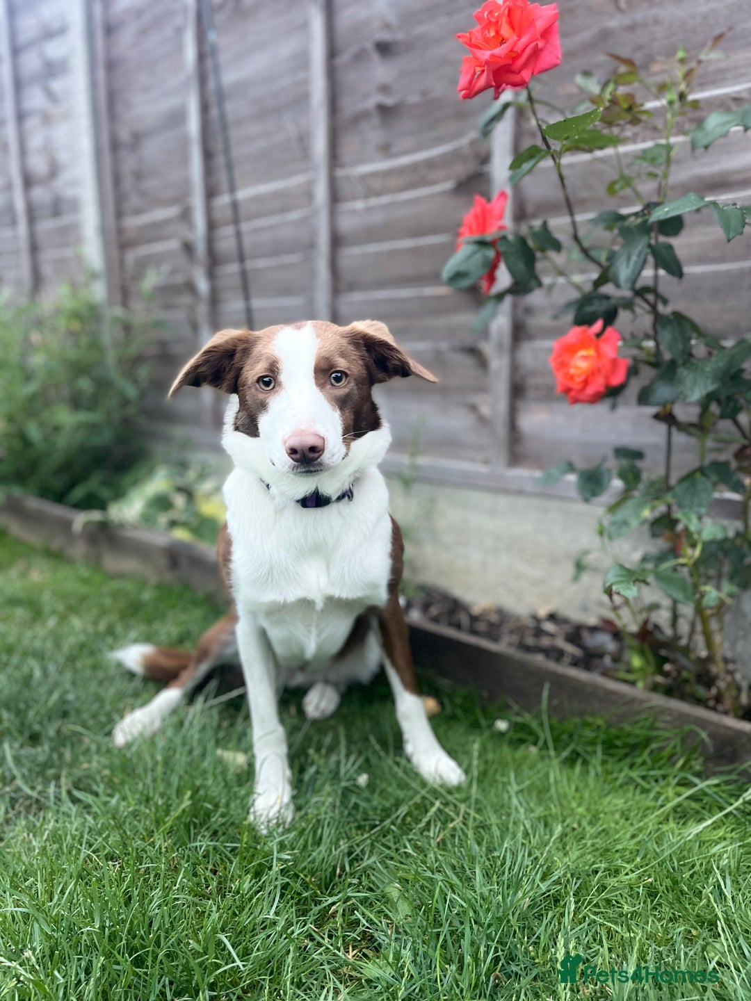 Border Collie dogs for sale: Sad sale of fully trained collie - Image 2