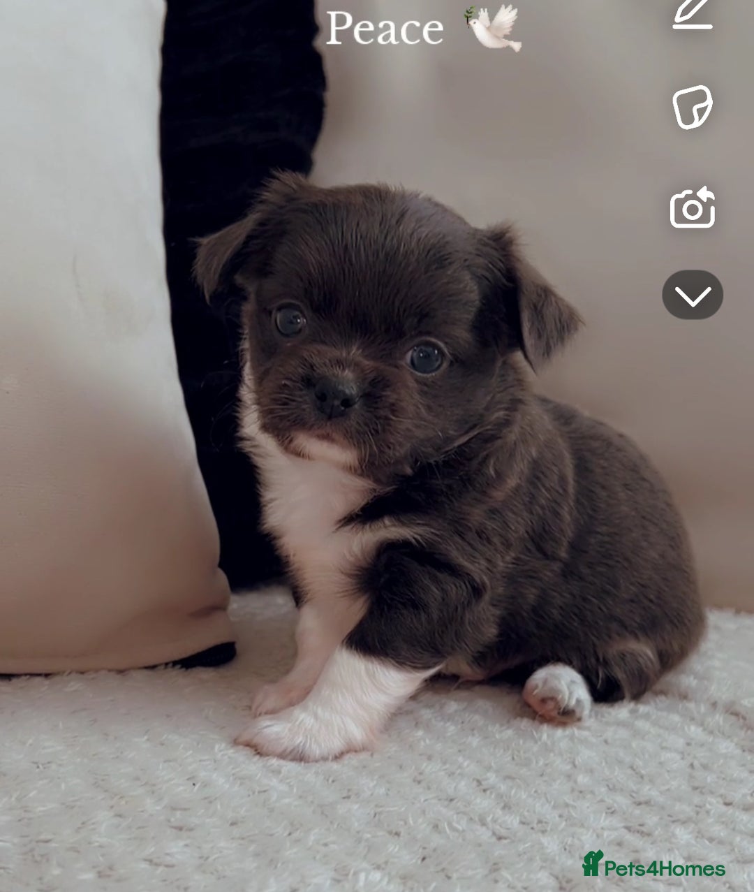 Chihuahua dogs for sale: Long coated chihuahua in Stoke-on-Trent - Image 1