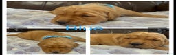 Golden Retriever dogs for sale: KC DNA tested gorgeous golden retriever puppies  - Advert 21