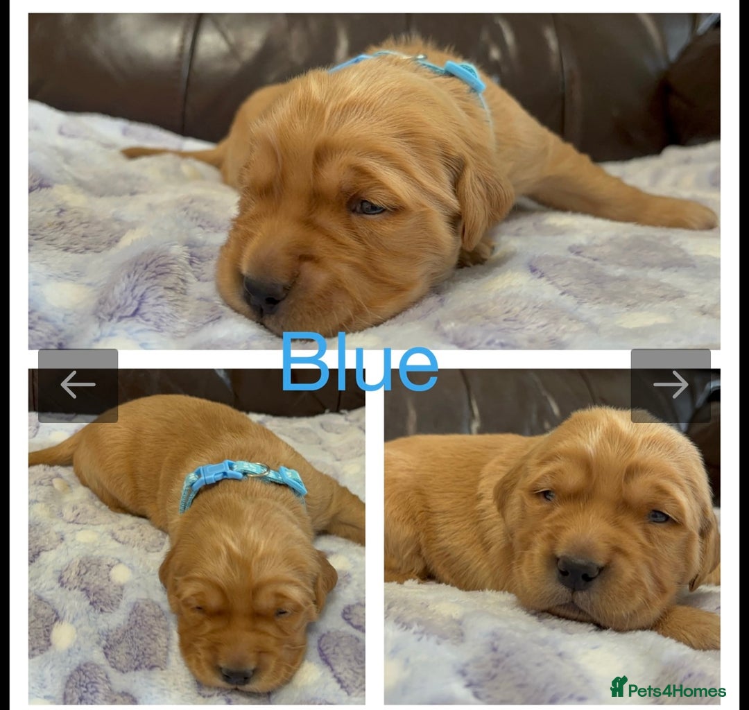 Golden Retriever dogs for sale: KC DNA tested gorgeous golden retriever puppies  - Advert 21