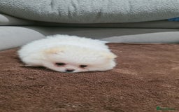 Pomeranian dogs for sale: Pomeranians of the original breed  - Image 7