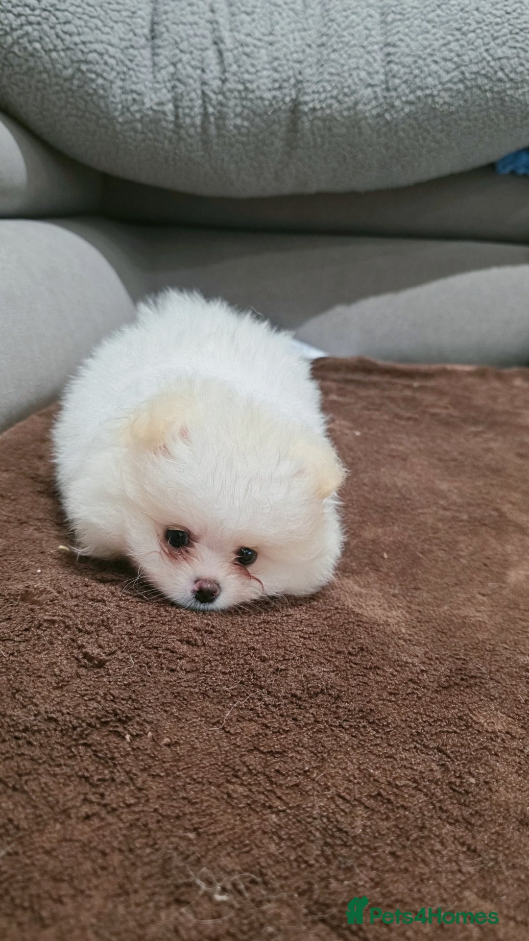 Pomeranian dogs for sale: Pomeranians of the original breed  - Image 7