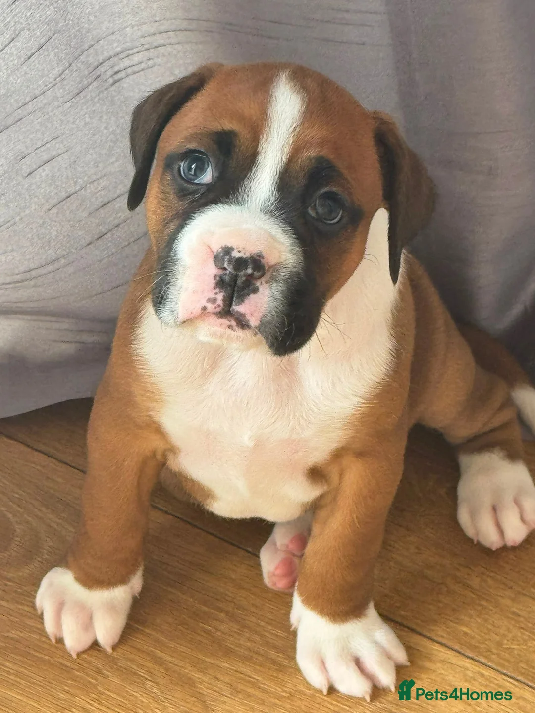 Boxer dogs for sale: Boxer girl looking for a forever home in Darlington - Advert 2