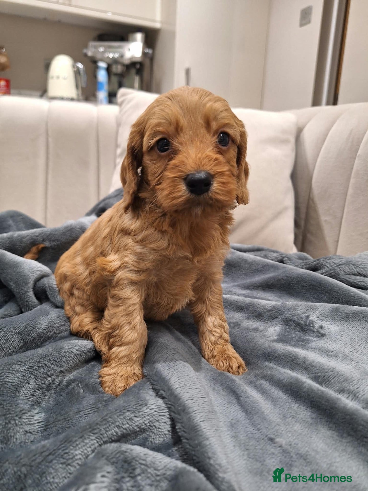 Cockapoo dogs Gorgeous cockatoo puppies  - Advert 1