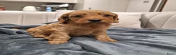 Cockapoo dogs for sale: Gorgeous cockatoo puppies  - Advert 28