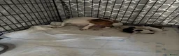 Jack Russell dogs for sale: Two beautiful girls Jack russells - Advert 1