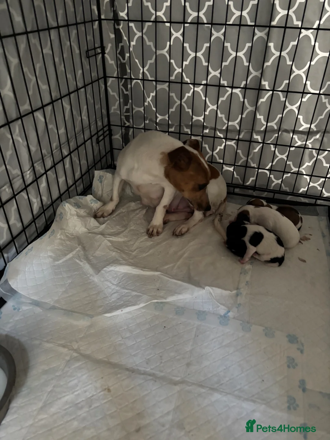 Jack Russell dogs for sale: Two beautiful girls Jack russells - Advert 1