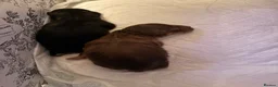Pomeranian dogs for sale: Pomeranian girls  - Advert 3