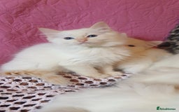Ragdoll cats for sale: 💖Beautiful GCCF Registered Ragdoll Kittens. - Image 13