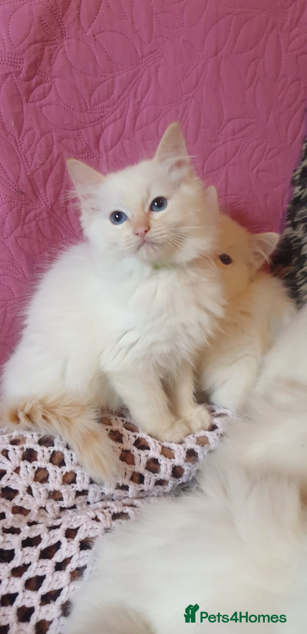 Ragdoll cats for sale: 💖Beautiful GCCF Registered Ragdoll Kittens. - Image 13