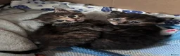 Maine Coon cats for sale: Maine coon x girl kitten - Advert 7