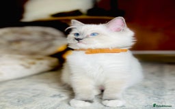 Ragdoll cats for sale: QUALITY GCCF RAGDOLLS KITTENS READY NOW  - Image 1