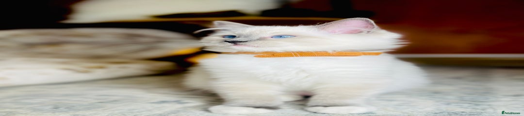 Ragdoll Kitten 3