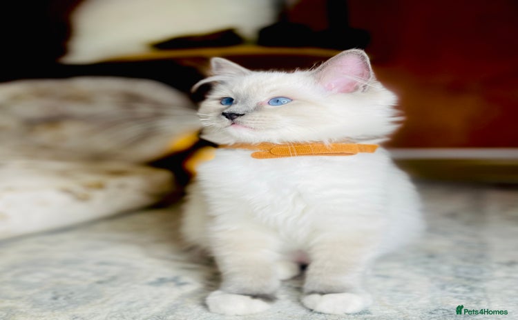 Ragdoll cats - Advert 2
