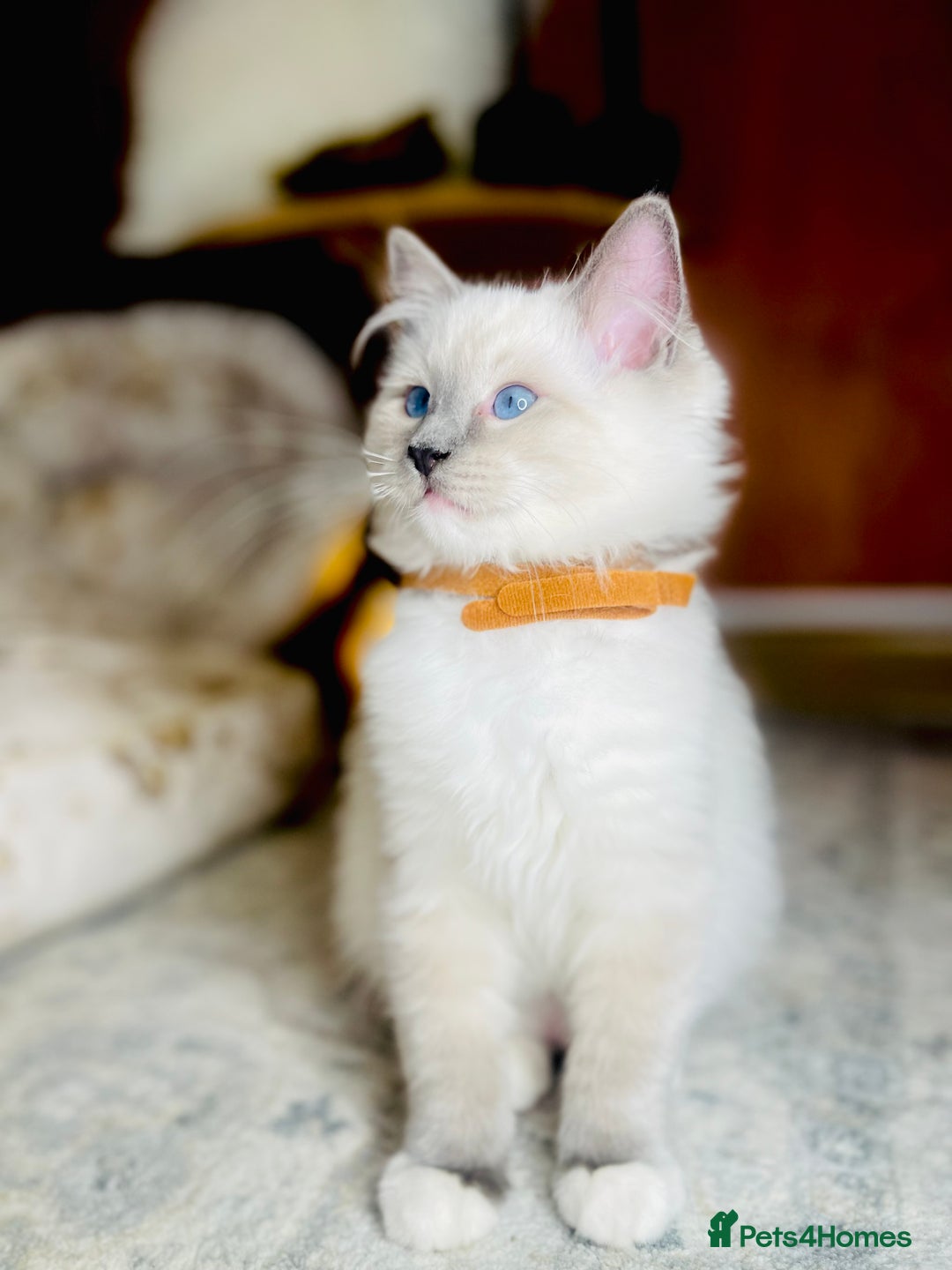 Ragdoll cats for sale: QUALITY GCCF RAGDOLLS KITTENS READY NOW  - Image 1