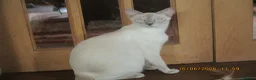 Siamese cats for sale: siamese kittens - Advert 2