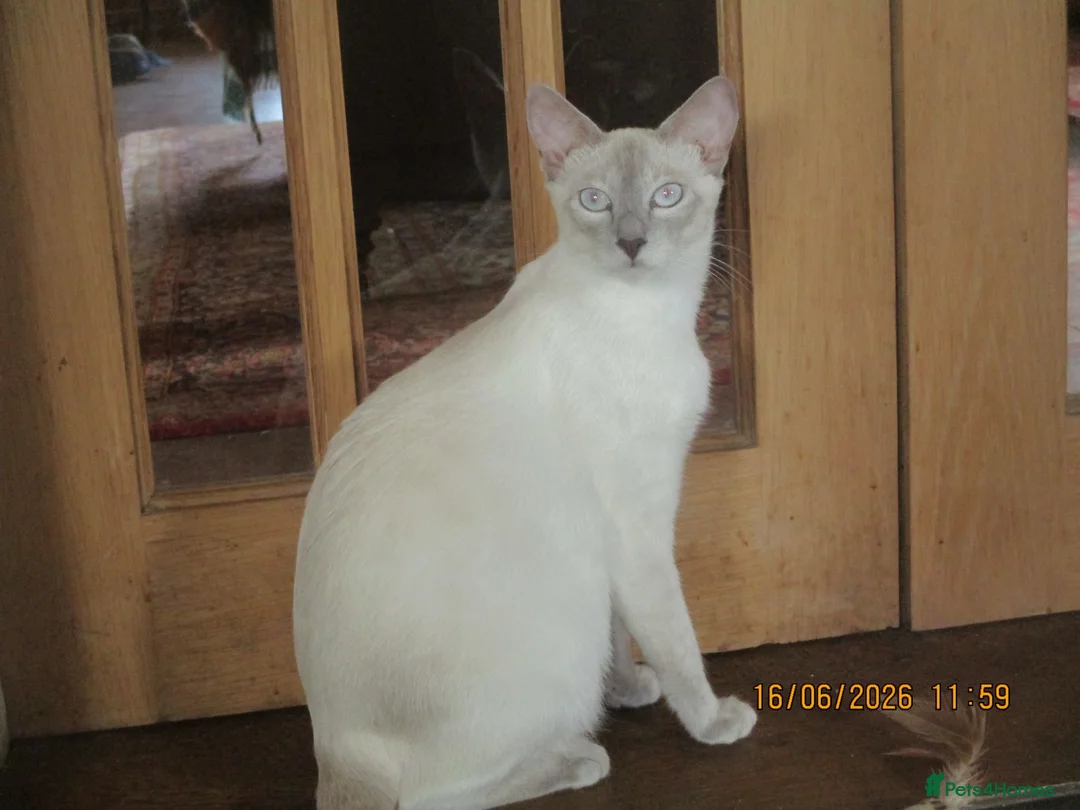 Siamese cats for sale: siamese kittens - Advert 2