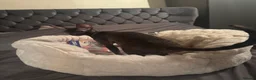 Cornish Rex cats for sale: Champion Cornish Rex girls in Stamford - Advert 17