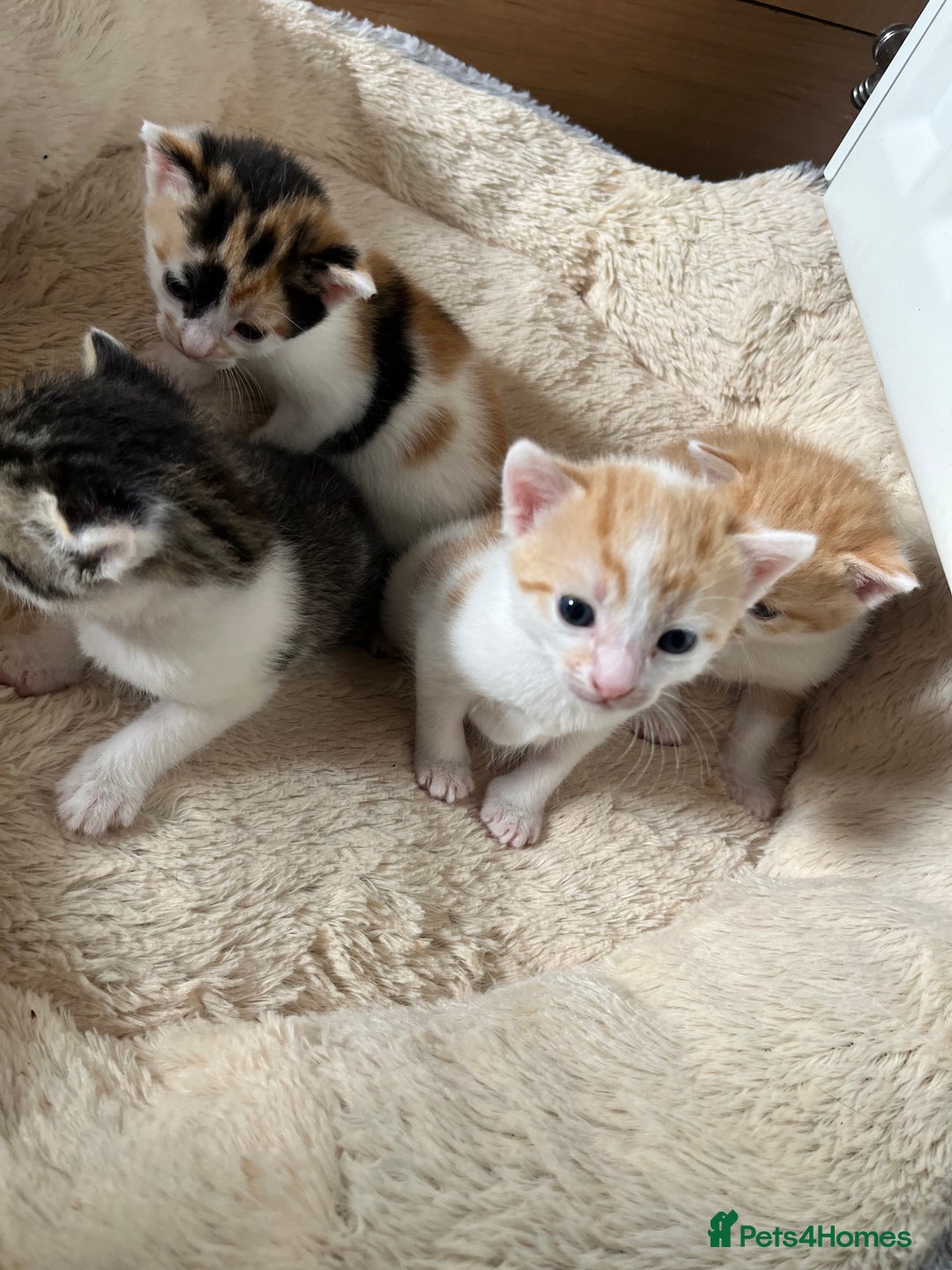 British Shorthair cats for sale: Shorthairs Uk Cat  - Image 7